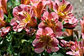 ALSTROEMERIA PAOLA STAPRIPAL