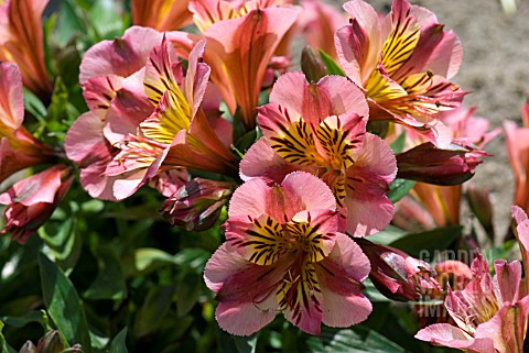 ALSTROEMERIA_PAOLA_STAPRIPAL