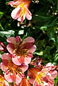 ALSTROEMERIA PAOLA STAPRIPAL