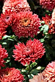 CHRYSANTHEMUM RED MYSS JEM