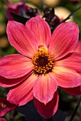 DAHLIA TWYNINGS REVEL