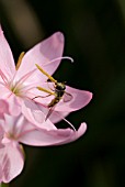 HOVERFLY ON SCHIZOSTYLIS