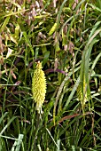 KNIPHOFIA GROWING THROUGH CHASMATHIUM LATIFOLIUM