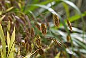 CHASMATHIUM LATIFOLIUM