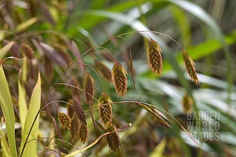 CHASMATHIUM_LATIFOLIUM