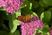 SEDUM SPECTABILE ROSENTELLER WITH COMMA BUTTERFLY