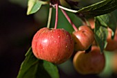 MALUS EVERESTE