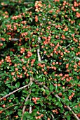 COTONEASTER CORAL BEAUTY
