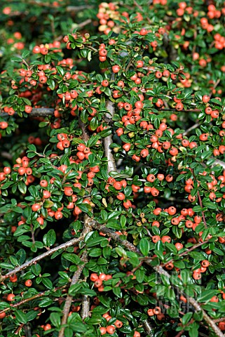 COTONEASTER_CORAL_BEAUTY