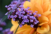 VERBENA BONARIENSIS WITH BACKGROUND DAHLIAS