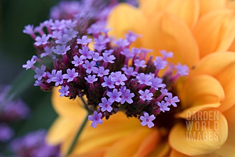 VERBENA_BONARIENSIS_WITH_BACKGROUND_DAHLIAS