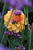 MIXED PLANTING DAHLIA AND VERBENA