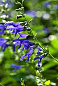 SALVIA GUARANITICA BLUE ENSIGN