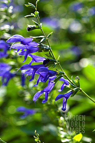 SALVIA_GUARANITICA_BLUE_ENSIGN