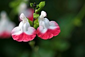 SALVIA MICROPHYLLA HOT LIPS