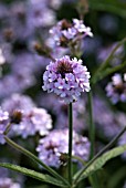 VERBENA RIGIDA POLARIS