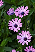 OSTEOSPERMUM BLOEMHOFFE BELLE