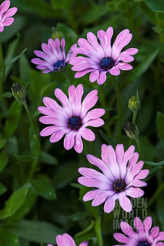 OSTEOSPERMUM_BLOEMHOFFE_BELLE