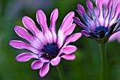 OSTEOSPERMUM BLOEMHOFFE BELLE