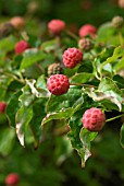 CORNUS KOUSA CENTENNIAL