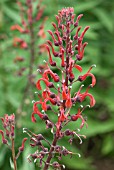 LOBELIA TUPA