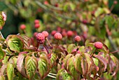 CORNUS KOUSA SATOMI