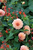 LATE SUMMER COMBINATION - DAHLIA AND SALVIA