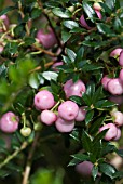 GAULTHERIA MUCRONATA, (SYN. PERNETTYA MUCRONATA)