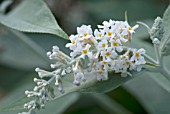 BUDS AND FLOWERS ON WHITE BUDDLEJA