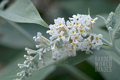 BUDS_AND_FLOWERS_ON_WHITE_BUDDLEJA
