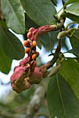 MAGNOLIA SARGENTIANA SEEDS