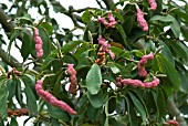 MAGNOLIA SARGENTIANA SEEDS