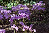 COLCHICUM UNDERPLANTING TREES