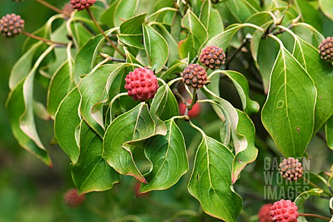 CORNUS_KOUSA_MADAME_BUTTERFLY