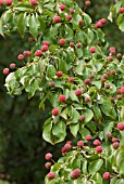 CORNUS KOUSA MADAME BUTTERFLY