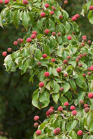 CORNUS_KOUSA_MADAME_BUTTERFLY