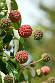 CORNUS KOUSA JOHN SLOCOCK