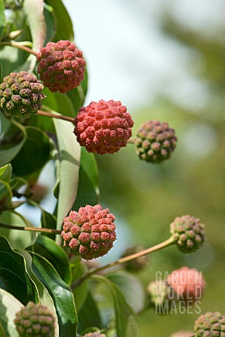 CORNUS_KOUSA_JOHN_SLOCOCK