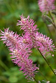 SANGUISORBA OBTUSA