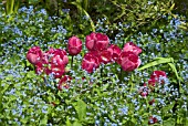 DEEP RED TULIPS PLANTED WITH BRUNNERA