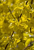 FORSYTHIA