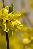 FORSYTHIA