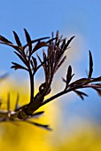 SAMBUCUS NIGER BLACK LACE