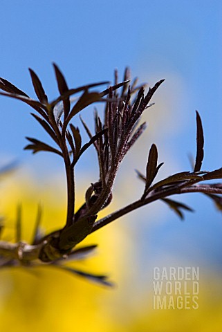 SAMBUCUS_NIGER_BLACK_LACE