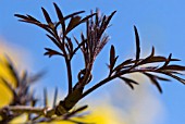 SAMBUCUS NIGER BLACK LACE