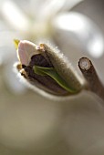 MAGNOLIA BUD EMERGING