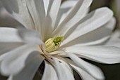 MAGNOLIA STELLATA