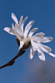 MAGNOLIA STELLATA