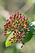 VIBURNUM X BURKWOODII MOHAWK