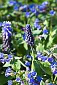 MUSCARI LATIFOLIUM AND PULMONARIA